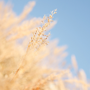 欧美老熟妇乱大交XXXXⅩ
